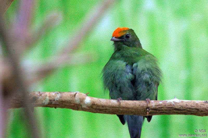 Blue Manakin male immature, identification