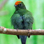 Manakin à longue queue