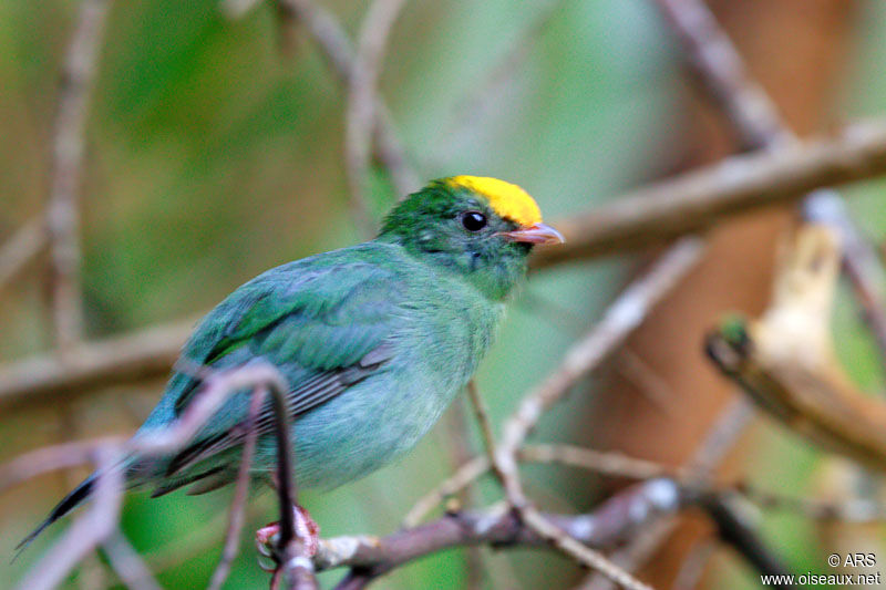 Manakin à longue queue mâle immature, identification