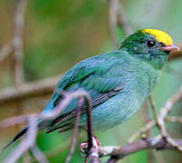 Blue Manakin