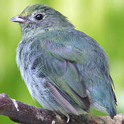 Blue Manakin