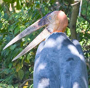 Greater Adjutant