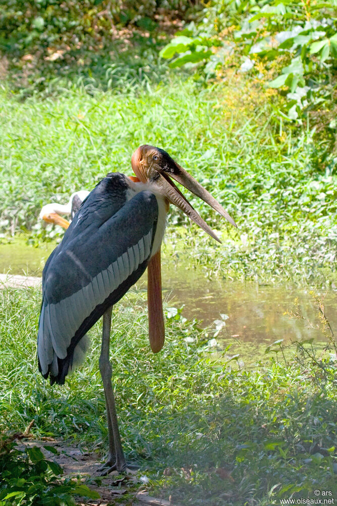 Greater Adjutant, identification