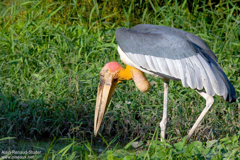 Marabout argala, identification