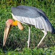 Greater Adjutant