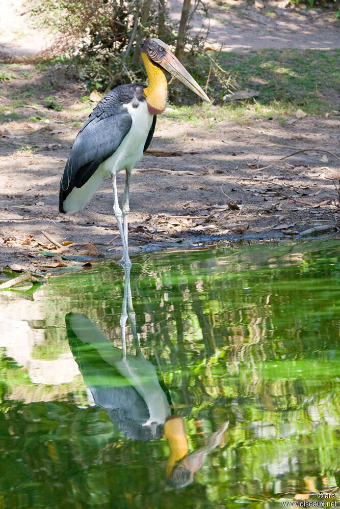 Lesser Adjutant, identification