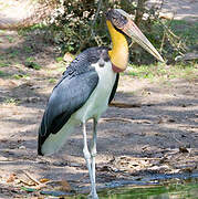 Lesser Adjutant