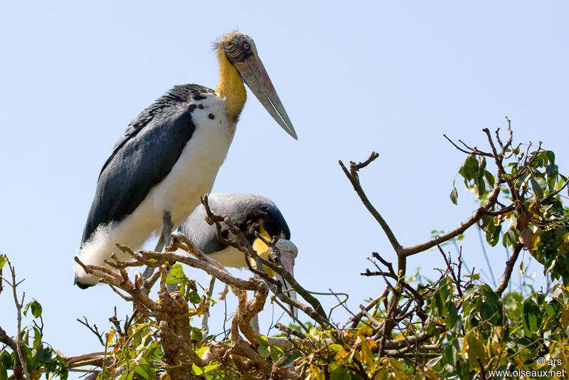 Lesser Adjutant, identification