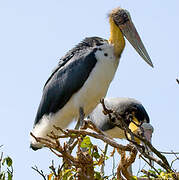 Lesser Adjutant