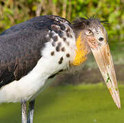 Lesser Adjutant