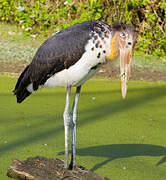 Lesser Adjutant