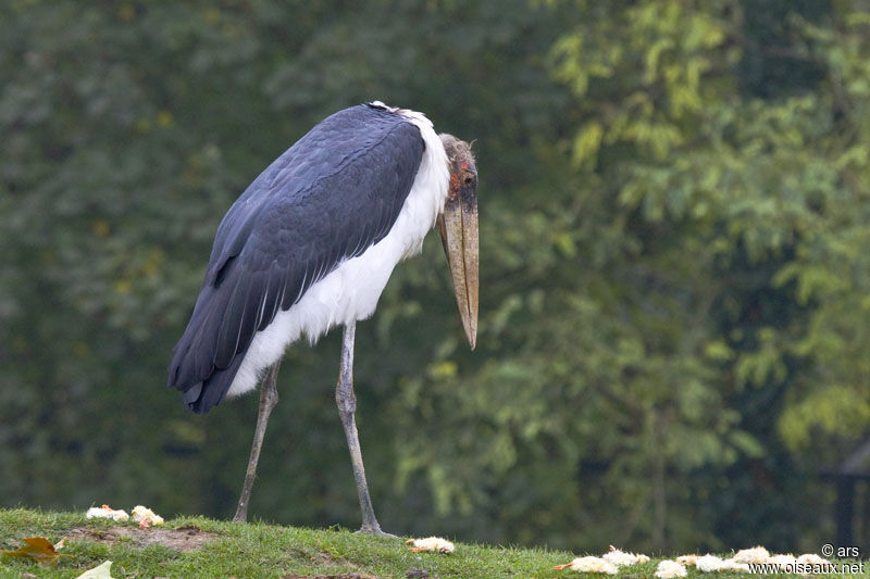 Marabout d'Afrique, identification