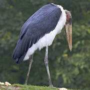 Marabou Stork