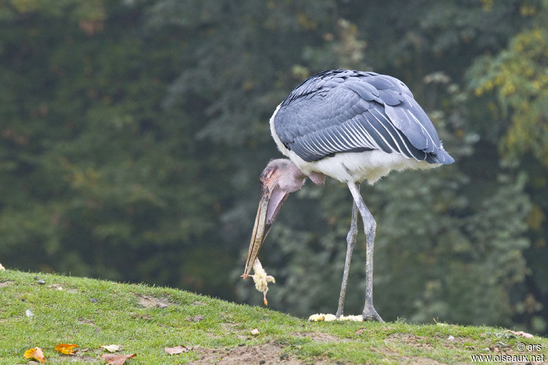 Marabou Stork, feeding habits