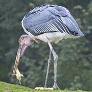 Marabou Stork