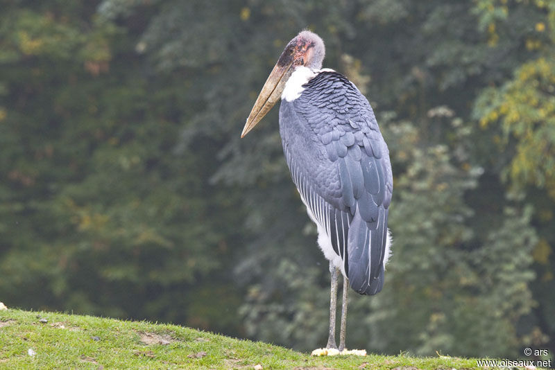 Marabout d'Afrique, identification