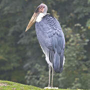 Marabou Stork