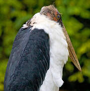 Marabou Stork