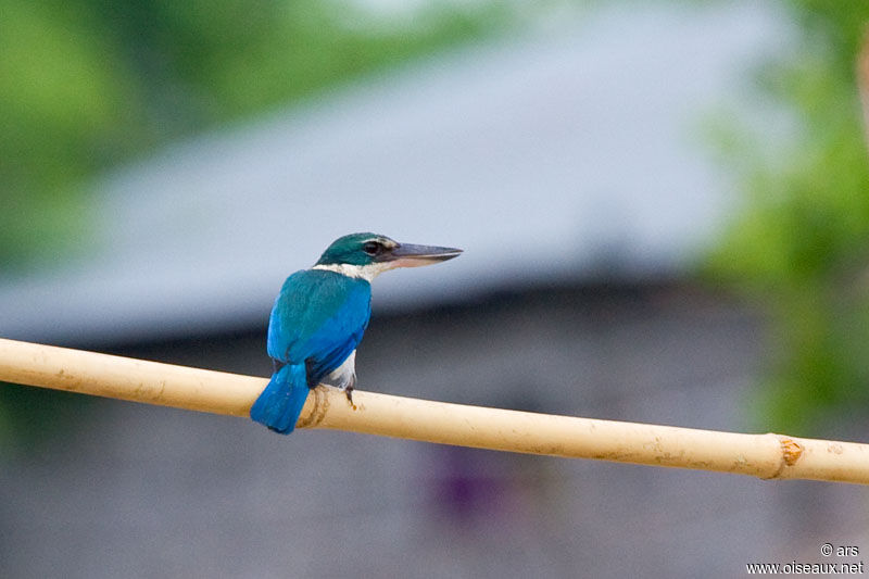 Collared Kingfisher, identification