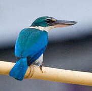 Collared Kingfisher