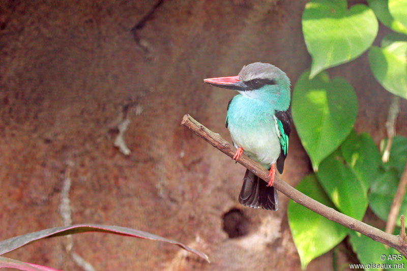 Martin-chasseur à poitrine bleue, identification