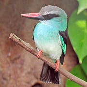 Blue-breasted Kingfisher