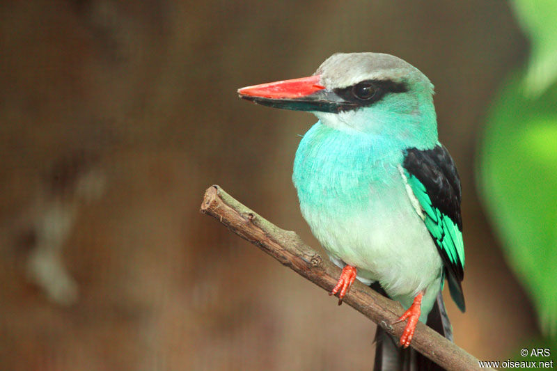 Martin-chasseur à poitrine bleue, identification