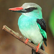 Blue-breasted Kingfisher