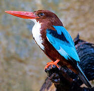 White-throated Kingfisher