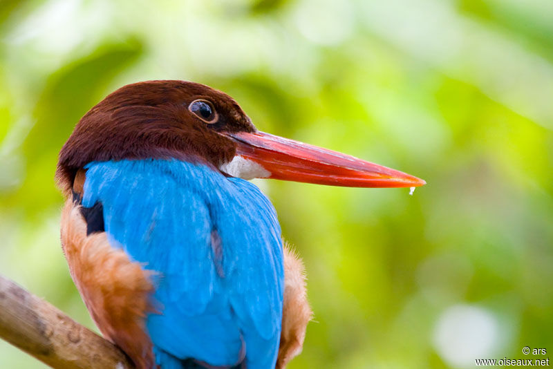 White-throated Kingfisher, identification