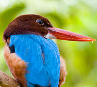 White-throated Kingfisher