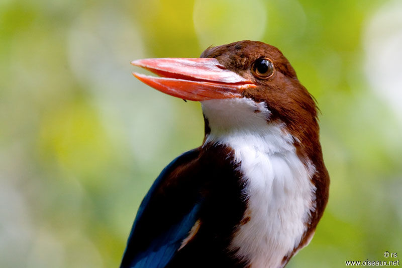 White-throated Kingfisher, identification