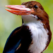 White-throated Kingfisher