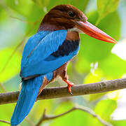 White-throated Kingfisher