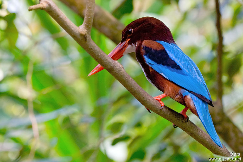 White-throated Kingfisher, identification