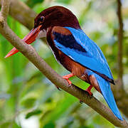 White-throated Kingfisher