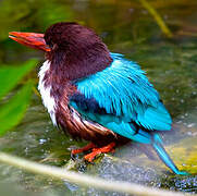 White-throated Kingfisher