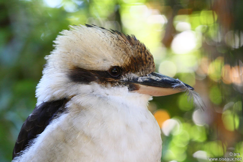 Laughing Kookaburra, identification