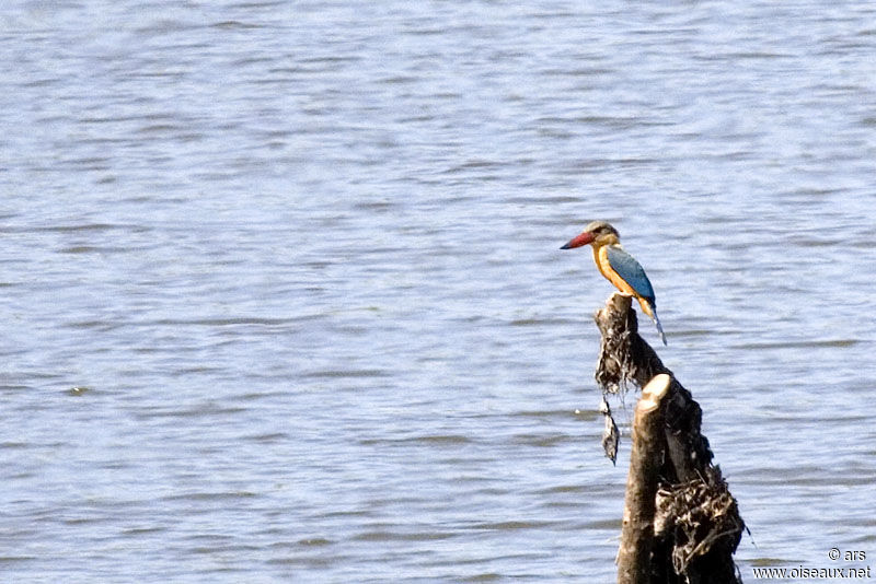 Stork-billed Kingfisher, identification