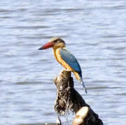 Stork-billed Kingfisher