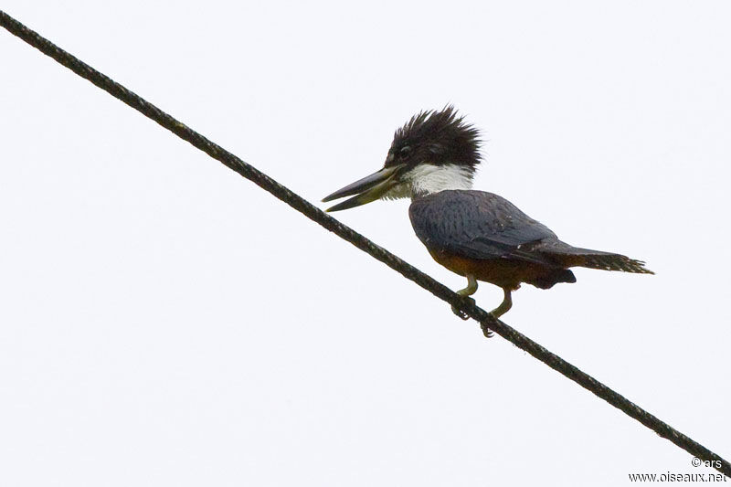 Martin-pêcheur à ventre roux, identification