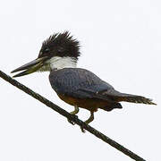 Ringed Kingfisher