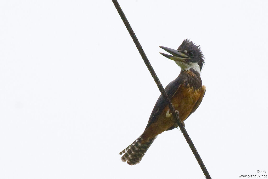 Ringed Kingfisher, identification