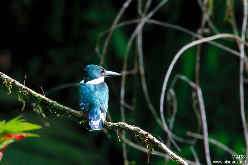 Martin-pêcheur d'Amazonie mâle adulte, identification