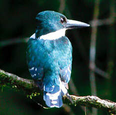 Martin-pêcheur d'Amazonie