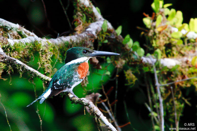 Amazon Kingfisher male adult, identification