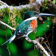 Amazon Kingfisher