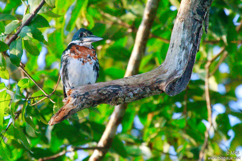 Martin-pêcheur d'Amazonie, identification