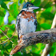 Amazon Kingfisher