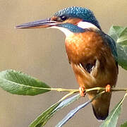 Common Kingfisher